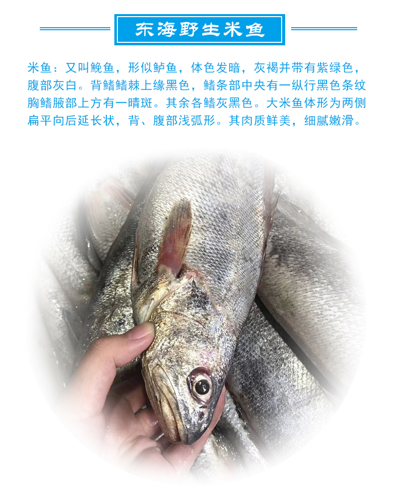 东海野生鮸鱼